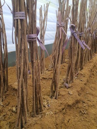 서울농원묘목님의 자유주제 · 자유게시판 작성글 사진