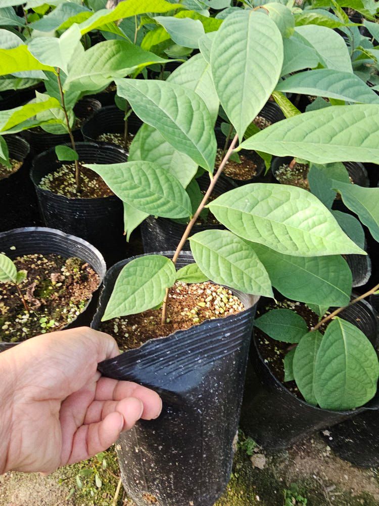 뿌리묘목농원님의 장터 판매 상품 [포포나무 2년생 포트묘] 첨부 사진