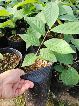 뿌리묘목농원님의 작성글 사진