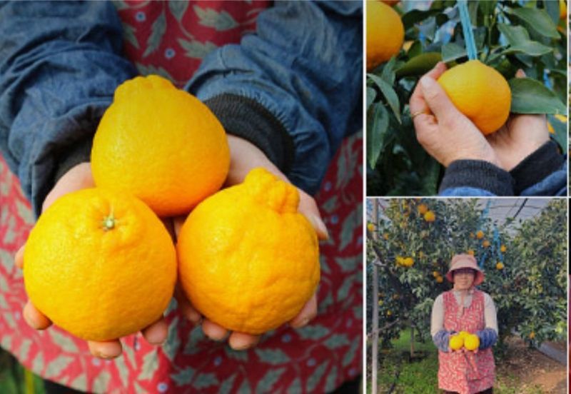 장터 상품 [(상품)서귀포 한라봉 대과 5kg,10kg] 썸네일