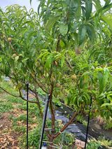 팜모닝 자유주제·자유게시판 게시글 이미지