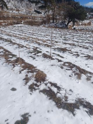 무료지식나눔 팜닥터님의 2월 농사 계획 공유해요 · 참여글 작성글 사진
