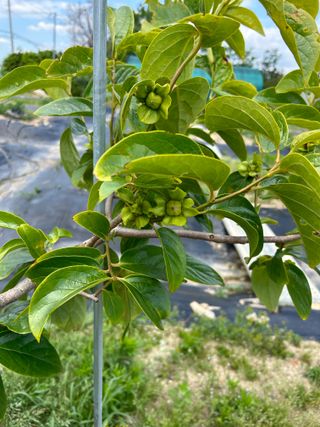 금강농원님의 자유주제 · 자유게시판 작성글 사진