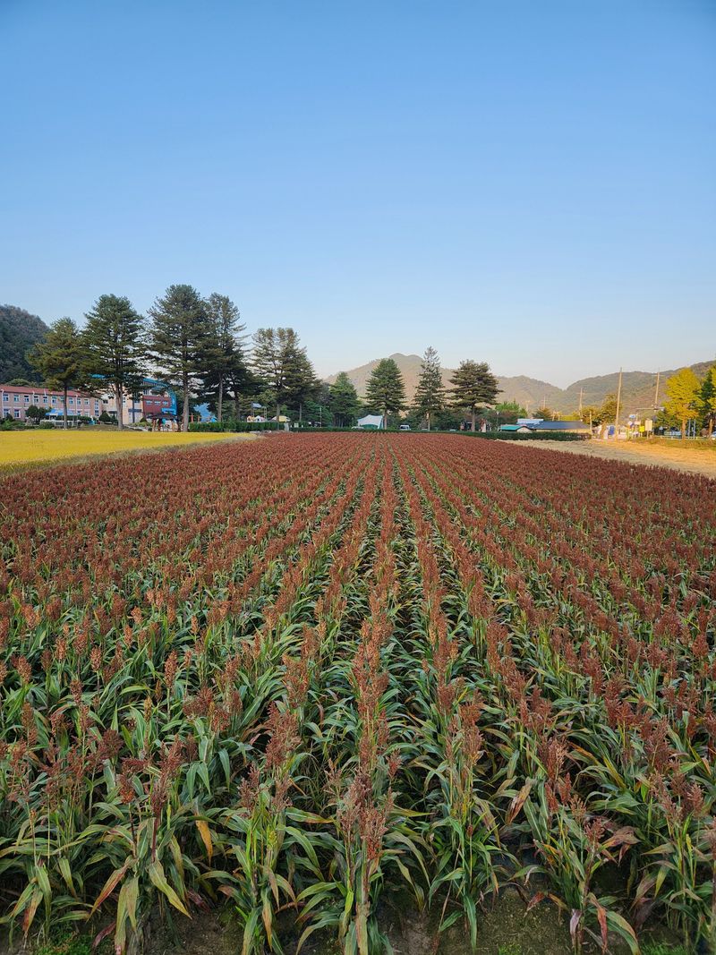 원주청년님의 장터 판매 상품 [강원도 찰수수 판매합니다] 첨부 사진