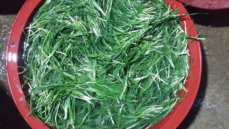 박정규님의 장터 판매 상품 [영양부추 모종 2kg ] 첨부 사진