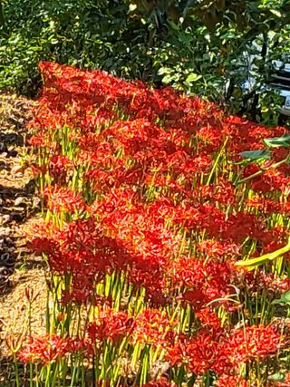 자두20651님의 작성글 사진