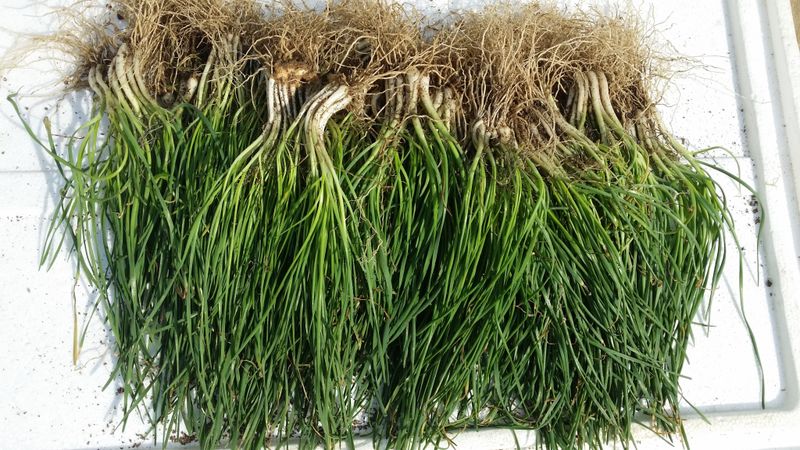 장터 상품 [영양부추 모종 2kg ] 썸네일