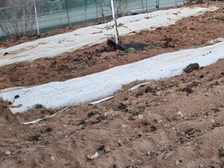 땅콩100kg님의 2월 농사 계획 공유해요 · 참여글 작성글 사진