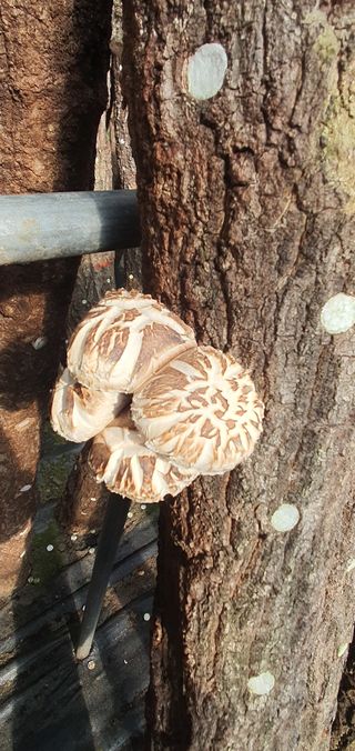 한밭농원님의 자유주제 · 자유게시판 작성글 사진