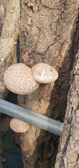 한밭농원님의 자유주제 · 자유게시판 작성글 사진