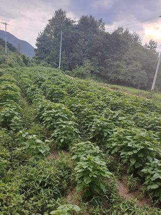 박흠님의 자유주제 · 자유게시판 작성글 사진