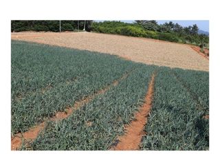 대산농사대장님의 양파 · 자유게시판 작성글 사진