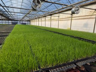 청운농원육묘장님의 2월 농사 계획 공유해요 · 참여글 작성글 사진