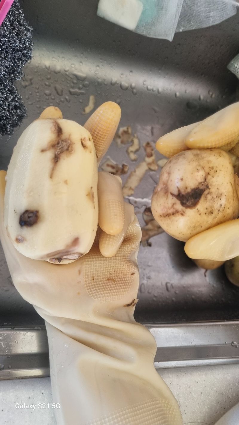 최준영님의 장터 판매 상품 [이런감자를..] 첨부 사진