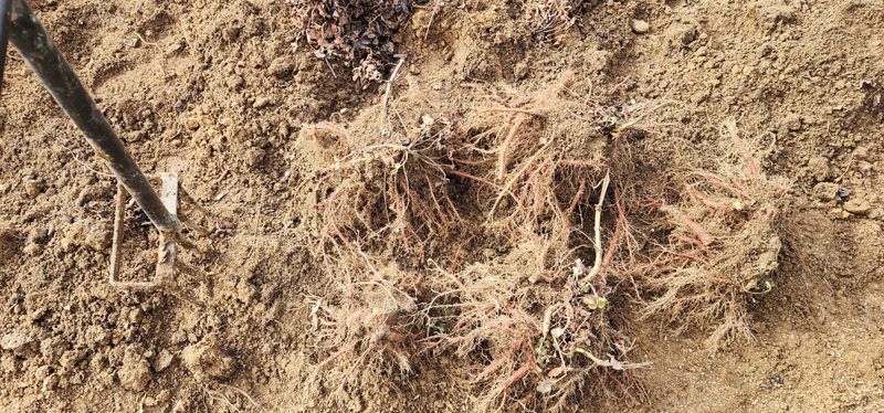 박동현님의 장터 판매 상품 [단삼 뿌리및 모종용 판매 ] 첨부 사진