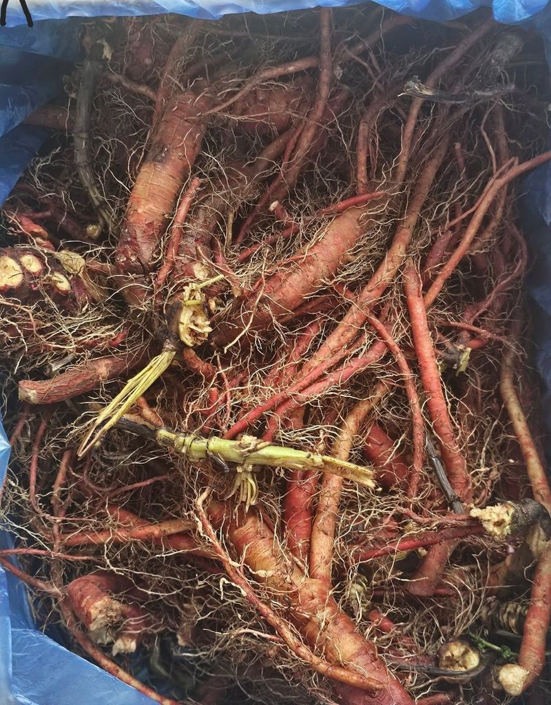 박동현님의 장터 판매 상품 [단삼 뿌리및 모종용 판매 ] 첨부 사진