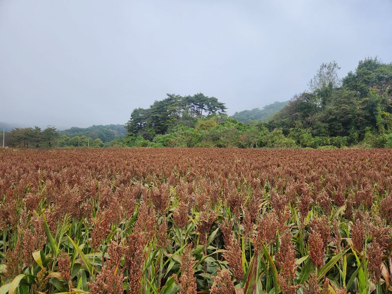 원주청년님의 장터 판매 상품 [강원도 찰수수] 첨부 사진