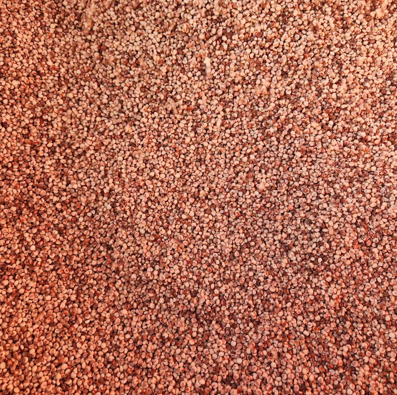 원주청년님의 장터 판매 상품 [강원도 찰수수] 첨부 사진