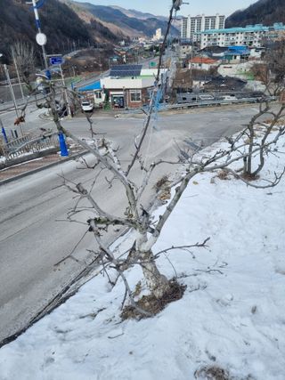 김용대님의 자유주제 · 자유게시판 작성글 사진