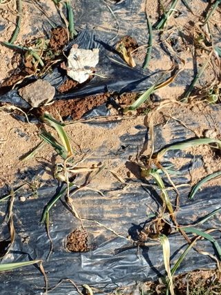 행운목(이옥도)님의 자유주제 · 자유게시판 작성글 사진