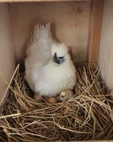 팜모닝 농사, 무엇이든 물어보세요!·참여글 게시글 이미지