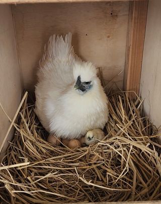 백금이네님의 농사, 무엇이든 물어보세요! · 참여글 작성글 사진