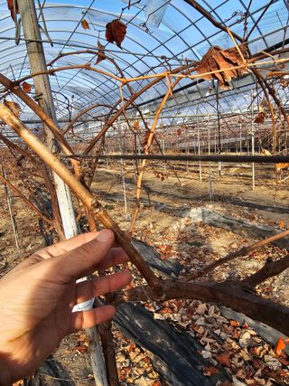 뿌리묘목농원님의 자유주제 · 자유게시판 작성글 사진