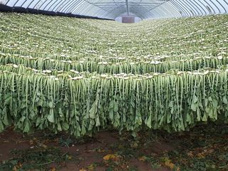 병풍취산채농원님의 자유주제 · 자유게시판 작성글 사진