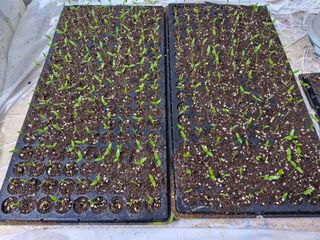 장순봉님의 농사, 무엇이든 물어보세요! · 참여글 작성글 사진