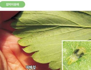 대산농사대장님의 딸기 · 비료•농약 작성글 사진