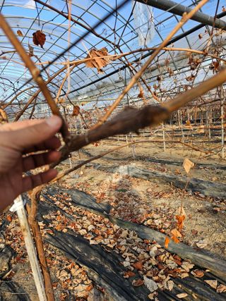 뿌리묘목농원님의 자유주제 · 자유게시판 작성글 사진