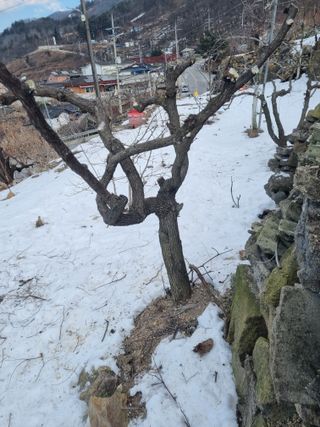 김용대님의 자유주제 · 자유게시판 작성글 사진