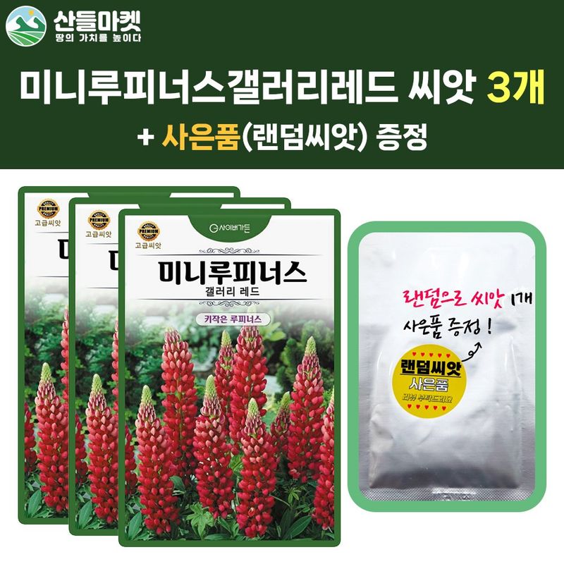 장터 상품 [키작은 루피너스 씨앗 10립 갤러리 레드 미니루피너스 꽃씨 종자 3개+랜덤 씨앗 1개 증정] 썸네일