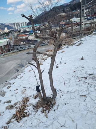 김용대님의 자유주제 · 자유게시판 작성글 사진