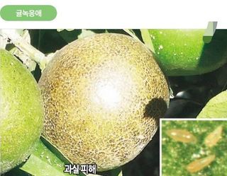대산농사대장님의 딸기 · 비료•농약 작성글 사진