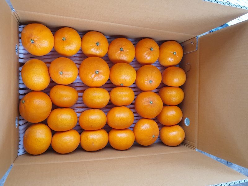 장터 상품 [천혜향 10kg 가정용 6만5천원] 썸네일