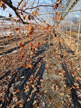 뿌리묘목농원님의 자유주제 · 자유게시판 작성글 사진