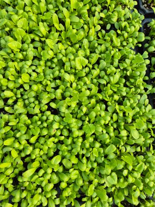 병풍취산채농원님의 자유주제 · 자유게시판 작성글 사진