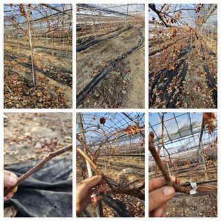 뿌리묘목농원님의 자유주제 · 자유게시판 작성글 사진