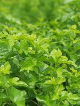 팜모닝 정월대보름 음식 추천해요·참여글 게시글 이미지