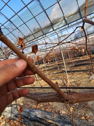 뿌리묘목농원님의 자유주제 · 자유게시판 작성글 사진