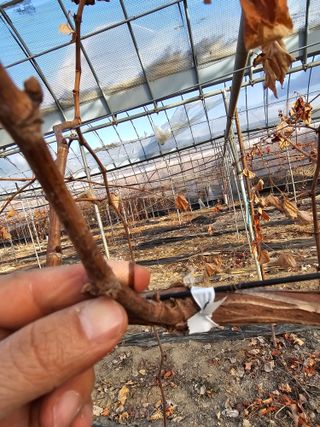 뿌리묘목농원님의 자유주제 · 자유게시판 작성글 사진