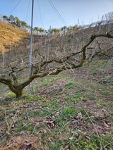 팜모닝 자유주제·자유게시판 게시글 이미지