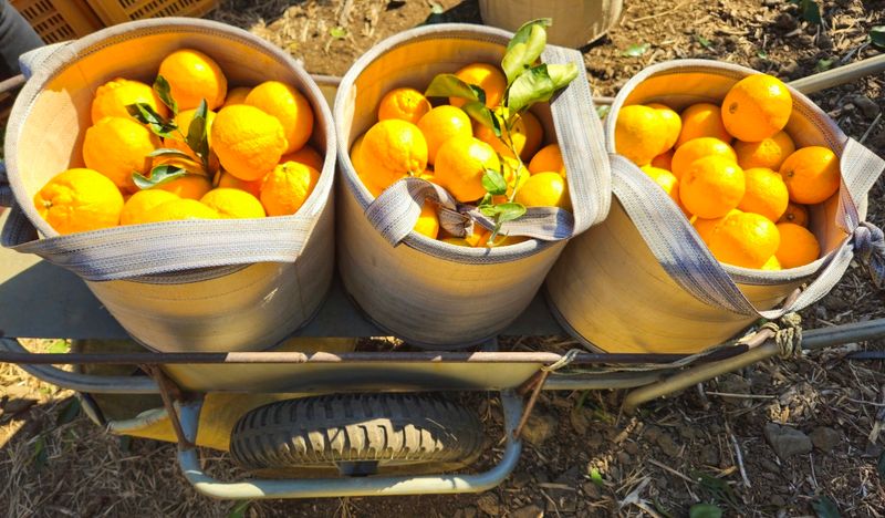 새달귤농장님의 장터 판매 상품 [(특가할인) 노지한라봉 4.5키로] 첨부 사진