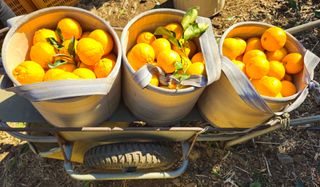 새달귤농장님의 작성글 사진