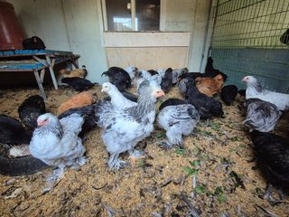 천운산님의 자유주제 · 자유게시판 작성글 사진