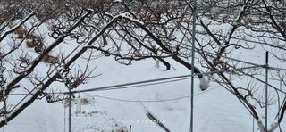 달맛햇복숭아농원님의 자유주제 · 사진전 작성글 사진