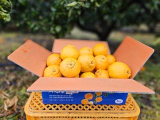 새달귤농장님의 작성글 사진