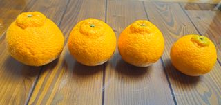 새달귤농장님의 작성글 사진