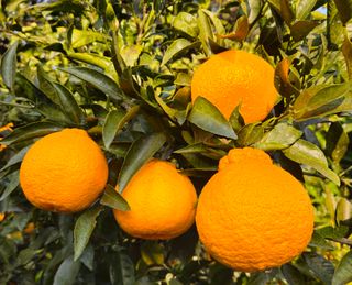 새달귤농장님의 작성글 사진